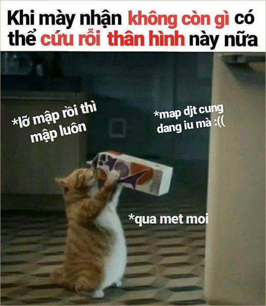 Tải hình mèo chế độc đáo nhất