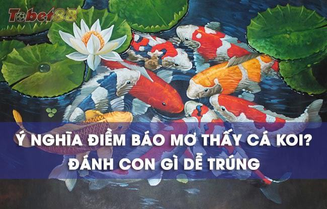 Mơ thấy cá Koi có phải điềm lành không? Giải mã giấc mơ 2023