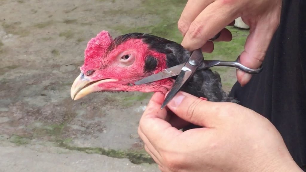 Học cách cắt lông gà chọi đẹp mê mẩn như thợ chuyên nghiệp