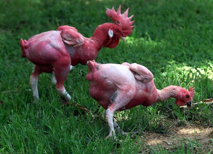 Vì sao giống gà không lông khiến người tiêu dùng kinh hãi và xa lánh? | Vietnam+ (VietnamPlus)
