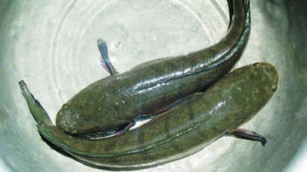 Bán cá quả, cá lóc tại Hà Nội