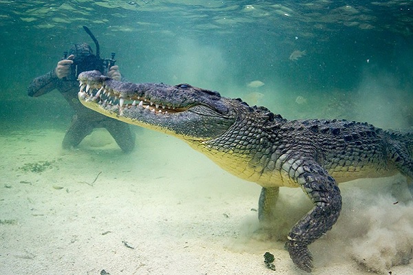 Cá sấu số mấy? Nằm mơ thấy cá sấu vào nhà là điềm gì?